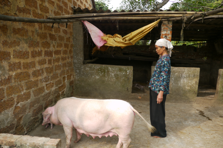 Armutsbekämpfung: Kuhbank Projekt in Vietnam