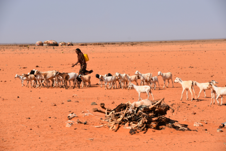 „Es ist die schlimmste Dürre, die wir jemals erlebt haben“. Im Norden Kenias bedrohen Trockenheit, Wassermangel und Hunger Menschenleben. Viele Tiere starben bereits.