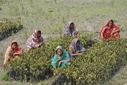 Frauen im Feld in Indien