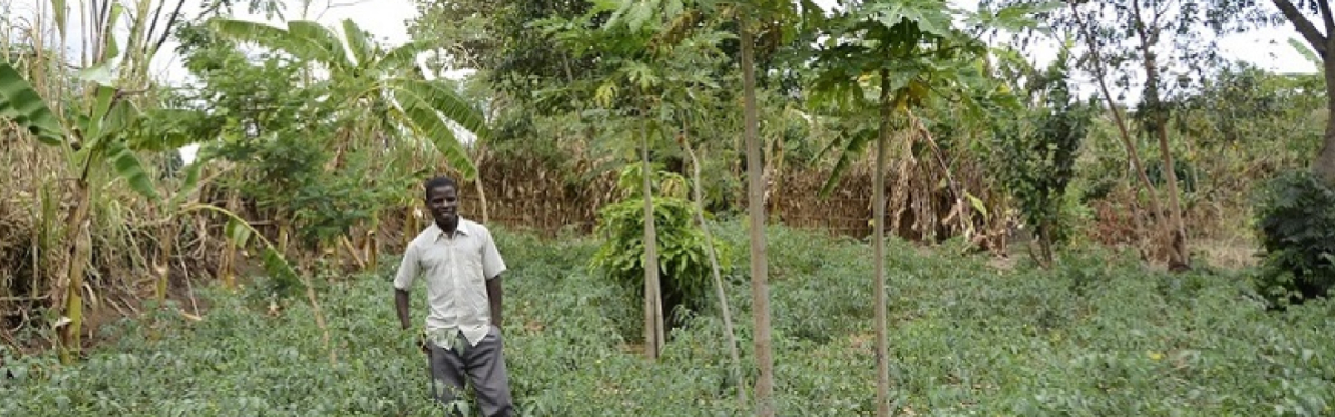 Ein Mann im Feld in Malawi 